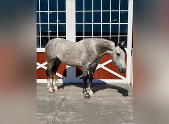 American Quarter Horse, Wałach, 6 lat, 155 cm, Siwa jabłkowita