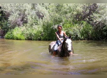 American Quarter Horse, Wałach, 6 lat, 155 cm, Siwa jabłkowita