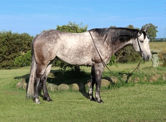 American Quarter Horse, Wałach, 6 lat, 155 cm, Siwa jabłkowita