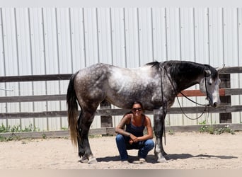 American Quarter Horse, Wałach, 6 lat, 155 cm, Siwa jabłkowita