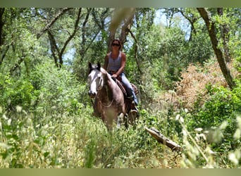 American Quarter Horse, Wałach, 6 lat, 155 cm, Siwa jabłkowita