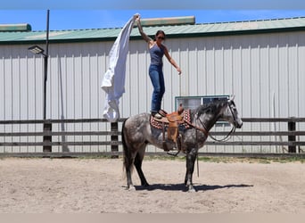 American Quarter Horse, Wałach, 6 lat, 155 cm, Siwa jabłkowita