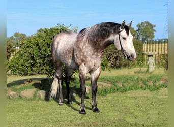 American Quarter Horse, Wałach, 6 lat, 155 cm, Siwa jabłkowita