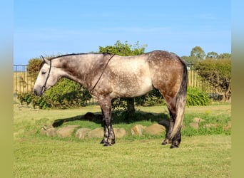 American Quarter Horse, Wałach, 6 lat, 155 cm, Siwa jabłkowita