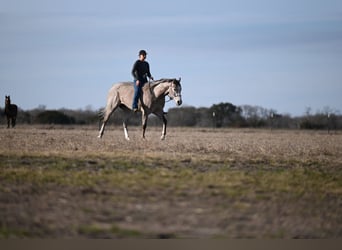 American Quarter Horse, Wałach, 6 lat, 155 cm, Siwa