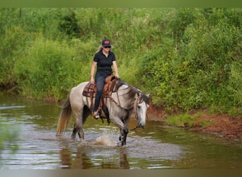 American Quarter Horse, Wałach, 6 lat, 155 cm, Siwa