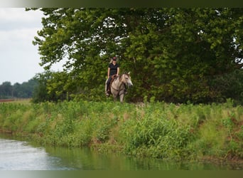 American Quarter Horse, Wałach, 6 lat, 155 cm, Siwa