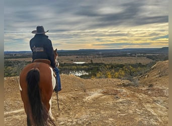 American Quarter Horse, Wałach, 6 lat, 155 cm, Tobiano wszelkich maści