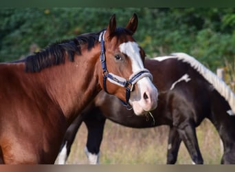 American Quarter Horse, Wałach, 6 lat, 156 cm, Gniada