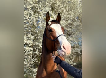 American Quarter Horse, Wałach, 6 lat, 156 cm, Gniada