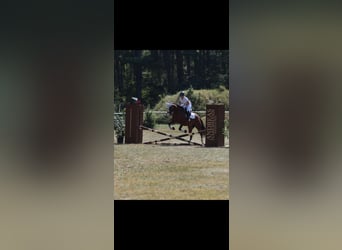 American Quarter Horse, Wałach, 6 lat, 156 cm, Gniada