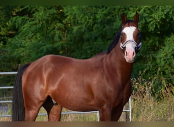 American Quarter Horse, Wałach, 6 lat, 156 cm, Gniada