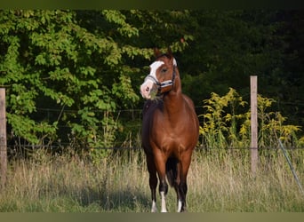 American Quarter Horse, Wałach, 6 lat, 156 cm, Gniada