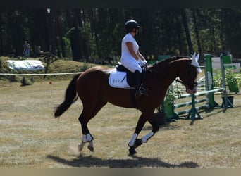 American Quarter Horse, Wałach, 6 lat, 156 cm, Gniada