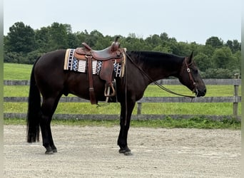 American Quarter Horse, Wałach, 6 lat, 157 cm, Ciemnogniada