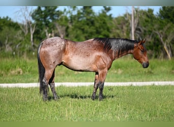 American Quarter Horse, Wałach, 6 lat, 157 cm, Gniadodereszowata