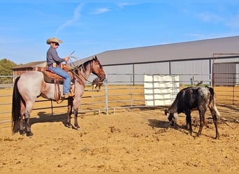 American Quarter Horse, Wałach, 6 lat, 157 cm, Gniadodereszowata
