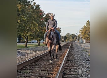 American Quarter Horse, Wałach, 6 lat, 157 cm, Gniadodereszowata