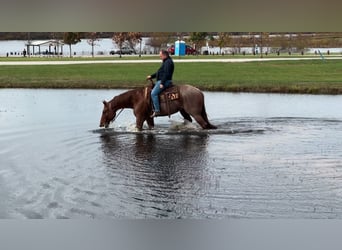 American Quarter Horse, Wałach, 6 lat, 157 cm, Kasztanowatodereszowata