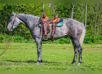 American Quarter Horse, Wałach, 6 lat, 157 cm, Siwa jabłkowita