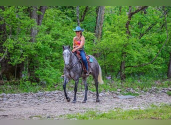 American Quarter Horse, Wałach, 6 lat, 157 cm, Siwa jabłkowita