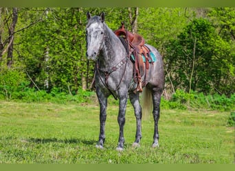 American Quarter Horse, Wałach, 6 lat, 157 cm, Siwa jabłkowita