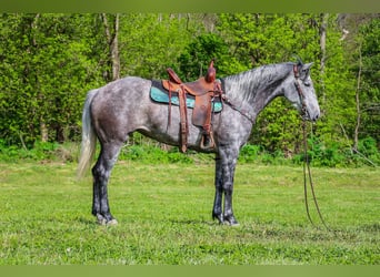 American Quarter Horse, Wałach, 6 lat, 157 cm, Siwa jabłkowita