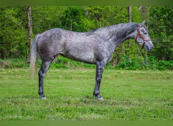 American Quarter Horse, Wałach, 6 lat, 157 cm, Siwa jabłkowita