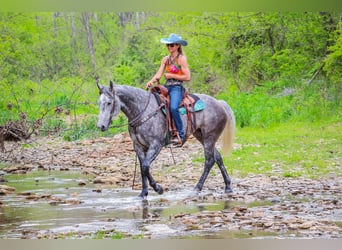 American Quarter Horse, Wałach, 6 lat, 157 cm, Siwa jabłkowita