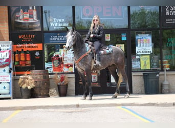 American Quarter Horse, Wałach, 6 lat, 157 cm, Siwa