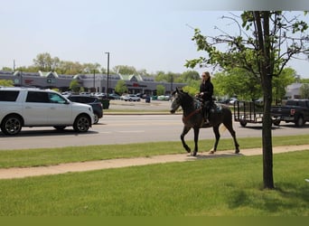 American Quarter Horse, Wałach, 6 lat, 157 cm, Siwa