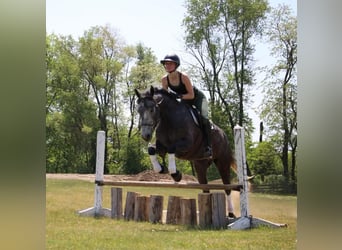 American Quarter Horse, Wałach, 6 lat, 157 cm, Siwa