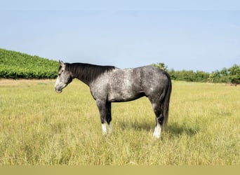 American Quarter Horse, Wałach, 6 lat, 157 cm, Siwa