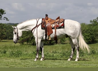 American Quarter Horse, Wałach, 6 lat, 157 cm, Siwa