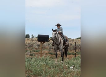 American Quarter Horse, Wałach, 6 lat, 157 cm, Siwa