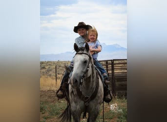 American Quarter Horse, Wałach, 6 lat, 157 cm, Siwa