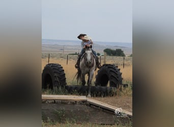 American Quarter Horse, Wałach, 6 lat, 157 cm, Siwa