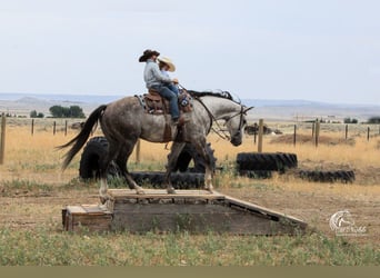 American Quarter Horse, Wałach, 6 lat, 157 cm, Siwa