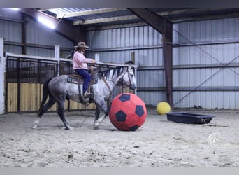 American Quarter Horse, Wałach, 6 lat, 157 cm, Siwa