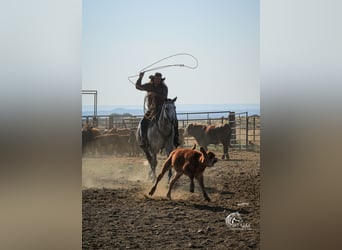 American Quarter Horse, Wałach, 6 lat, 157 cm, Siwa