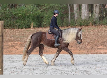 American Quarter Horse Mix, Wałach, 6 lat, 160 cm, Izabelowata