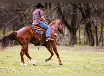 American Quarter Horse, Wałach, 6 lat, 160 cm, Kasztanowatodereszowata