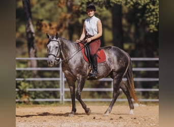 American Quarter Horse, Wałach, 6 lat, 160 cm, Siwa