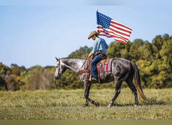 American Quarter Horse, Wałach, 6 lat, 160 cm, Siwa