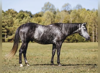 American Quarter Horse, Wałach, 6 lat, 160 cm, Siwa