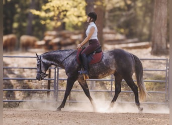 American Quarter Horse, Wałach, 6 lat, 160 cm, Siwa