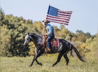 American Quarter Horse, Wałach, 6 lat, 160 cm, Siwa