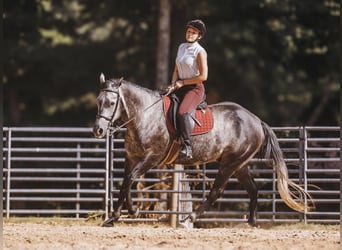 American Quarter Horse, Wałach, 6 lat, 160 cm, Siwa