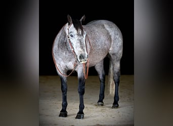 American Quarter Horse, Wałach, 6 lat, 160 cm, Siwa