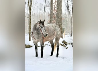 American Quarter Horse, Wałach, 6 lat, 160 cm, Siwa